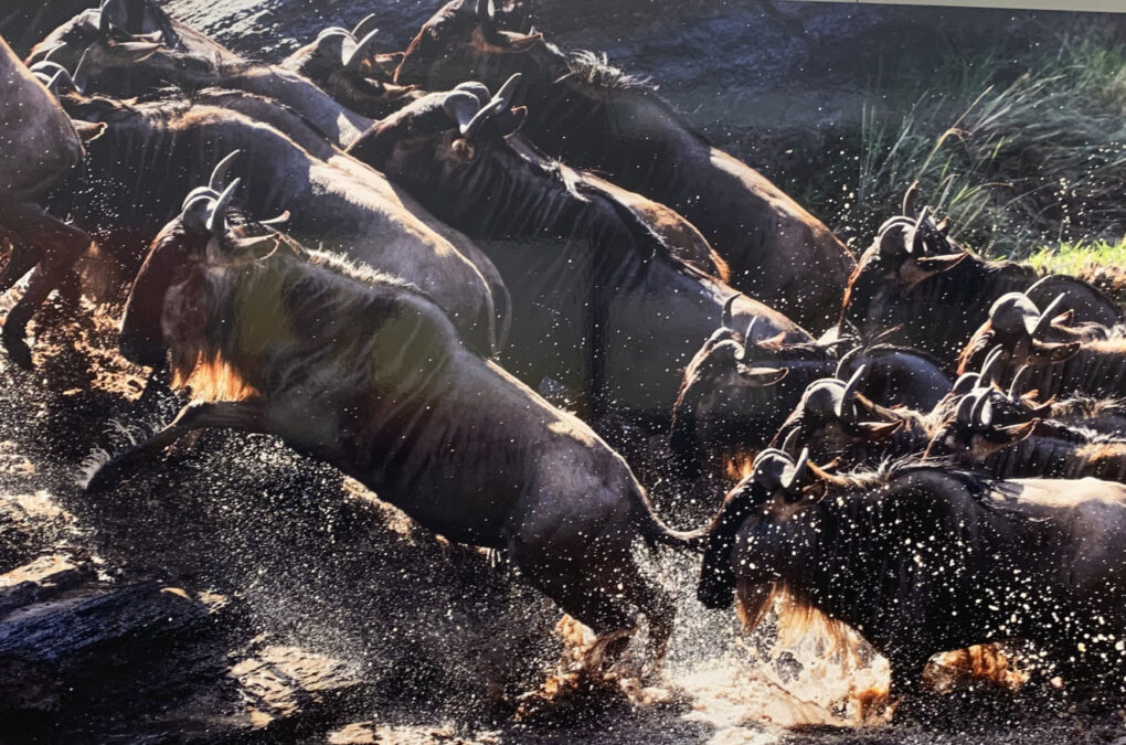 前川貴行　写真展　「オグロヌー」　ケニア　マサイラマ国立保護区