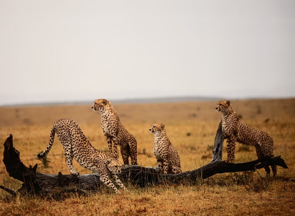 前川貴行　写真展　「チーター」　ケニア　マサイラマ国立保護区