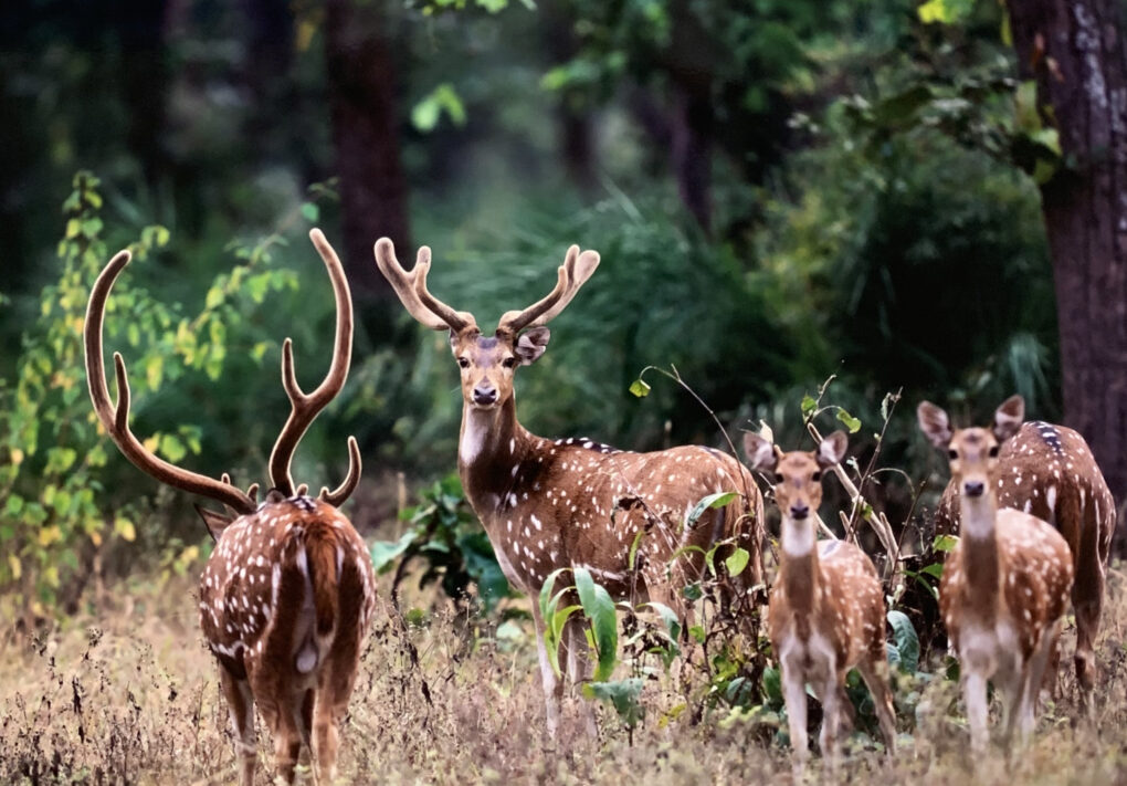 前川貴行　写真展　「アクシスジカ」　インド　バンダウガル国立公園