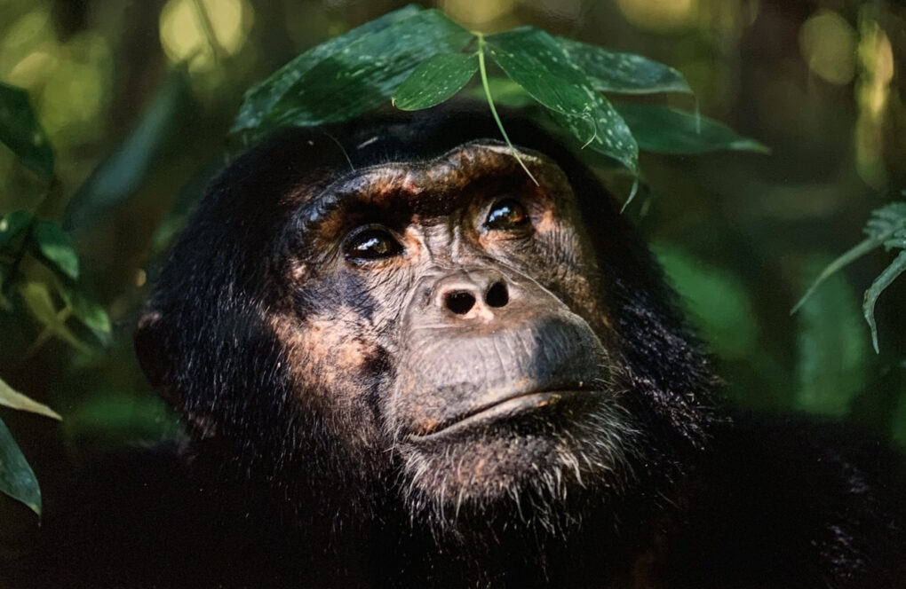 前川貴行　写真展　「チンパンジー」　ウガンダ　キバレの森