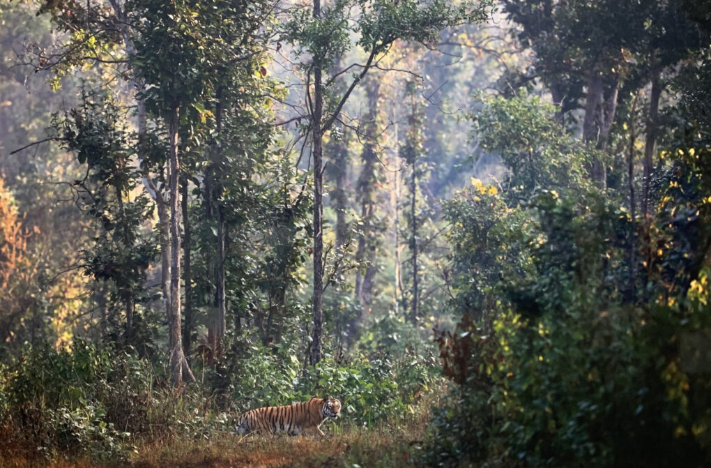 前川貴行　写真展　「ベンガルトラ」　インド　バンダウガル国立公園