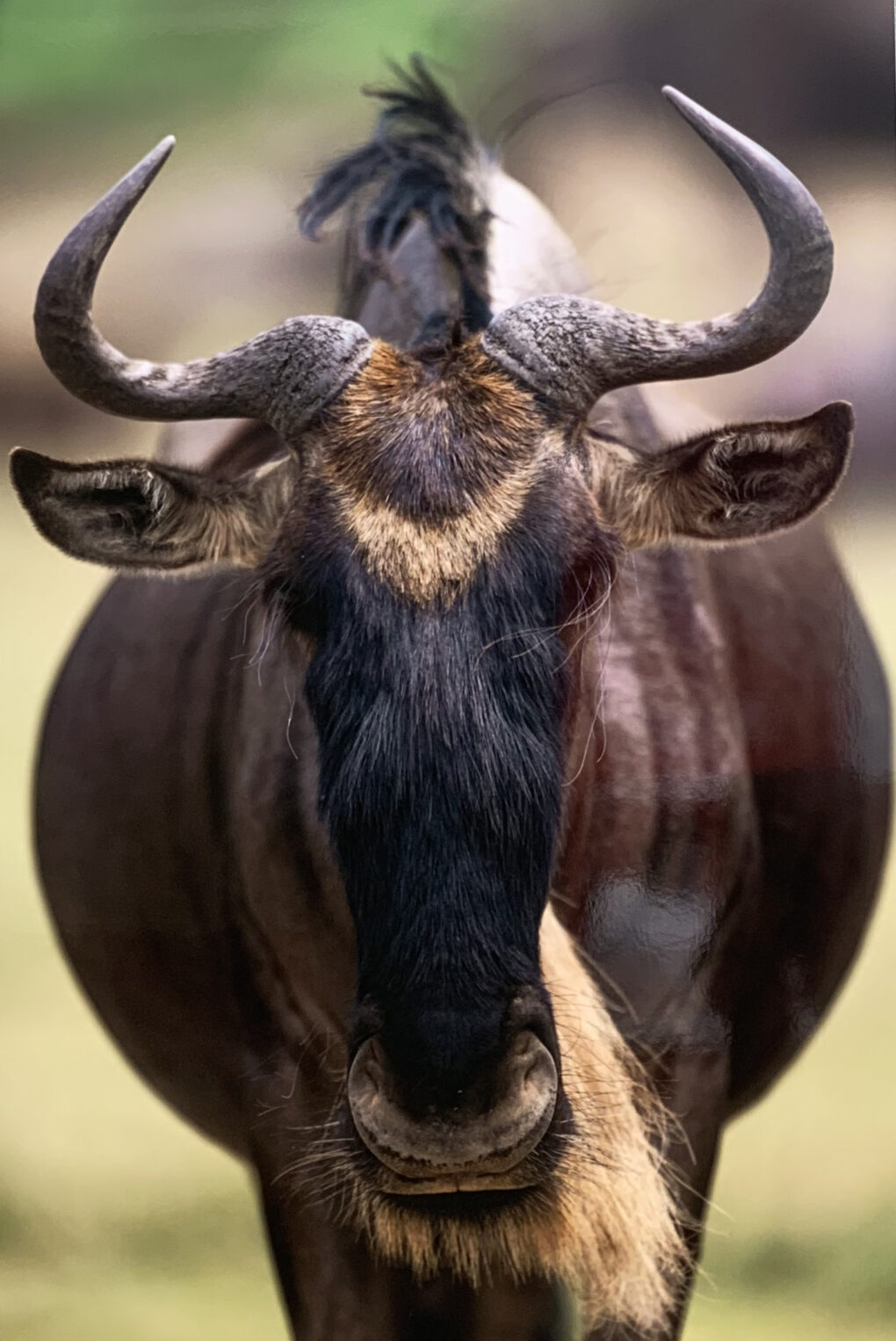 前川貴行　写真展　「オグスロー」　タンザニア　ンゴロンゴロ自然保護区